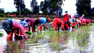 असार १५ मानो रोपेर मुरी फलाउने दिन, खुमलटारमा धान रोपाई गरिँदै (फोटोफिचर)