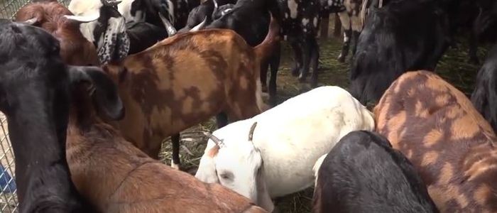 खाद्य संस्थानले दसैँका लागि ३ हजार खसी र च्याङ्ग्रा खरिद गर्ने