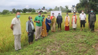 मसिनो हाइब्रिड धानले फर्कायो देउखुरीका किसानको खुसी
