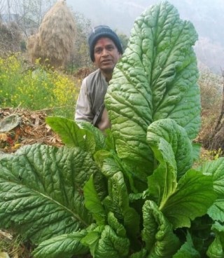 काभ्रेमा उब्जनी भयो यति ठूलो रायोको साग, कति छ लम्बाइ–चौडाइ ?