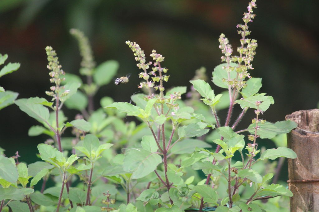 तुलसीमा गुणै–गुण, यस्ता छन् औषधीय गुण