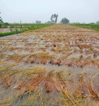अविरल वर्षाले  ३५ प्रतिशत धान नष्ट, भोकमरी लाग्ने चिन्ता