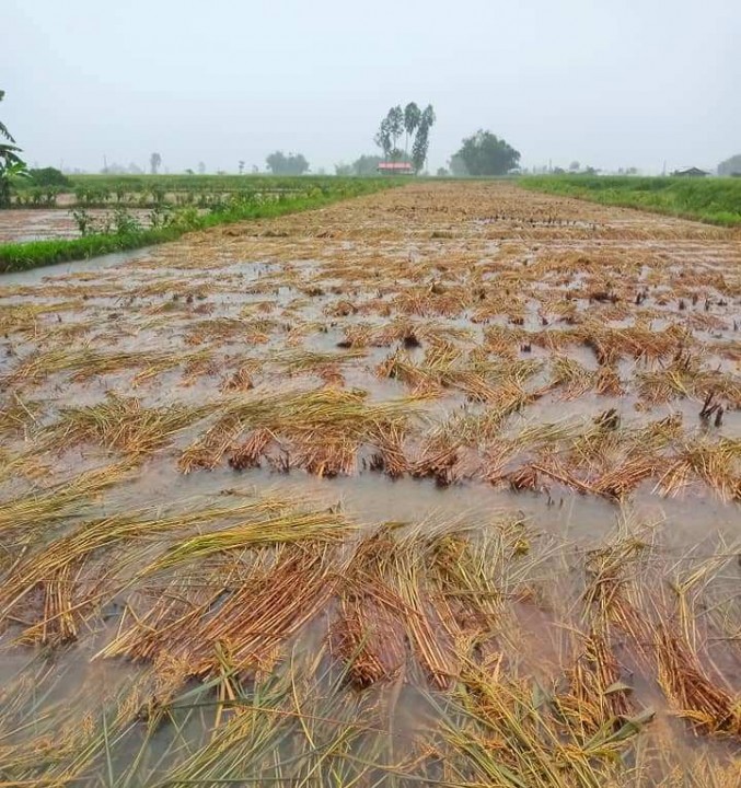 अविरल वर्षाले  ३५ प्रतिशत धान नष्ट, भोकमरी लाग्ने चिन्ता