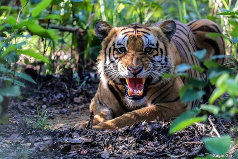 चितवनमा जङ्गली जनावरको आक्रमणबाट २२ जनाको मृत्यु