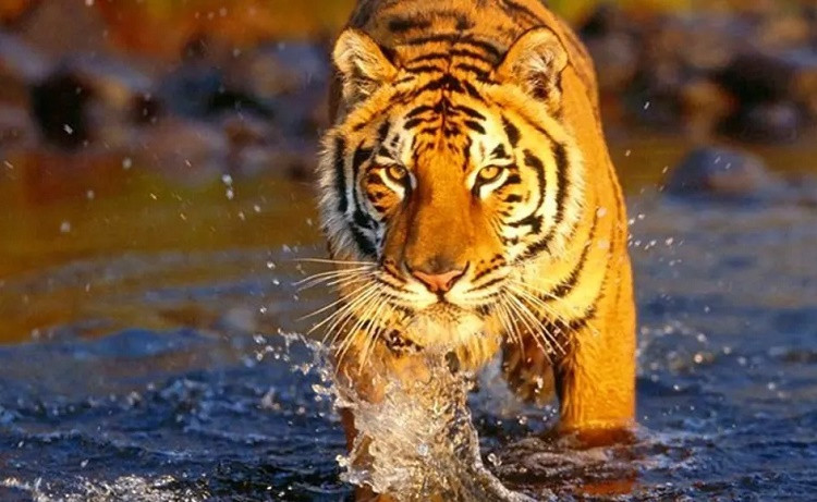 Cannibal tiger's behavior has not improved yet