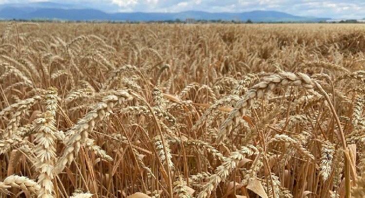 Turkey says Russia, Ukraine to sign grain export deal on Friday