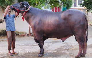 १० करोडको भैँसी ‘गोलु टू’, हेर्नेको भिड