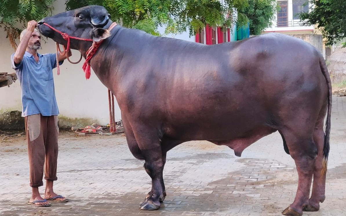 १० करोडको भैँसी ‘गोलु टू’, हेर्नेको भिड