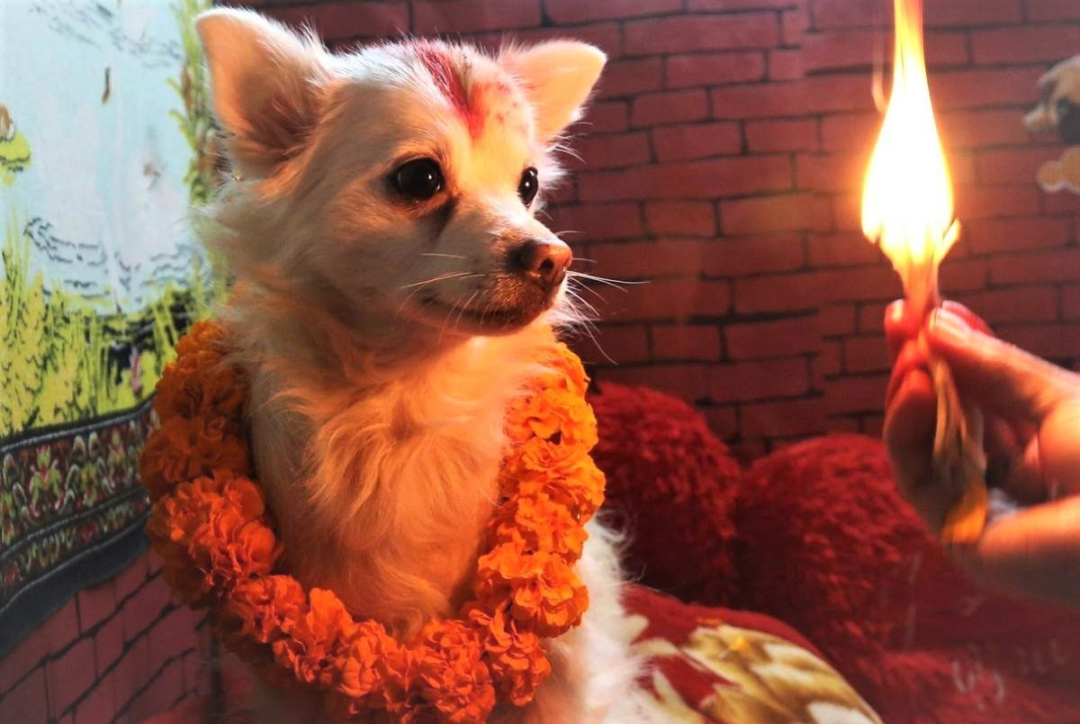 तिहारको तेस्रो दिन :  नरक चतुर्दशी  र कुकुर तिहार मनाइँदै