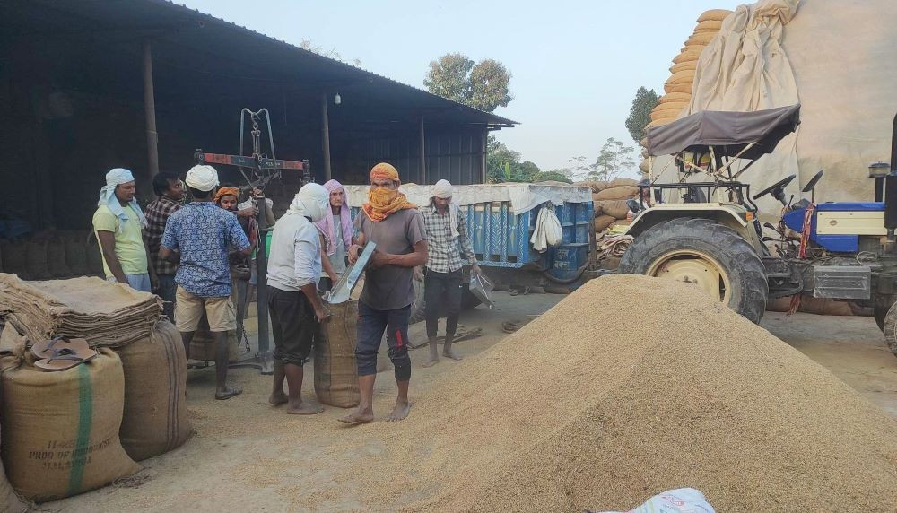 सरकारले धान खरिद नगर्दा सस्तोमा बिक्री गर्न किसानहरु बाध्य
