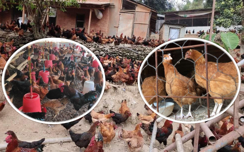 फेरि फेला पर्यो बर्डफ्लू संक्रमण : काठमाडौंका यी ठाउँका कुखुरा नष्ट गरियो