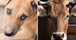 गाईगोरु बलात्कार गर्ने वृद्ध पक्राउ